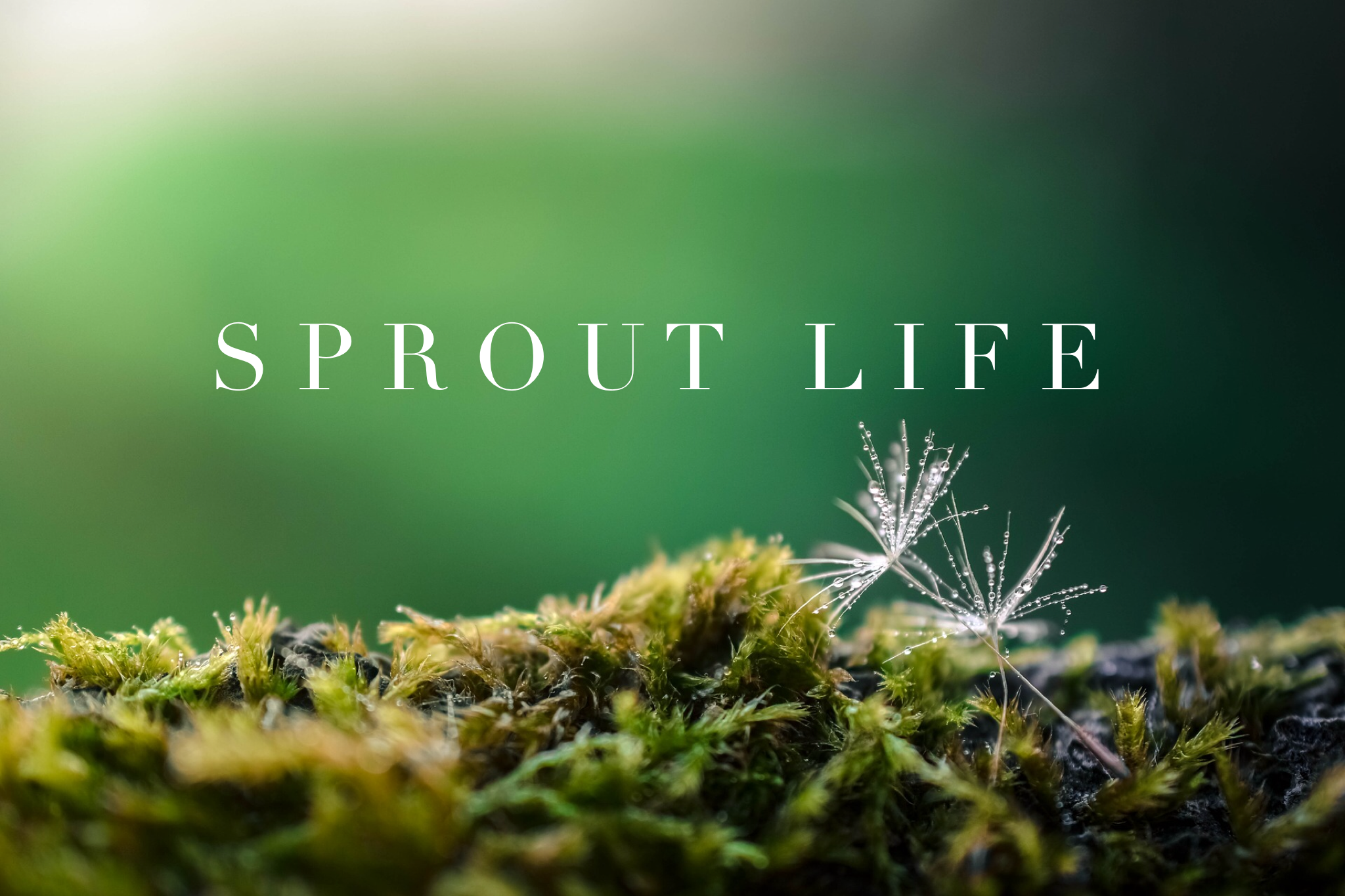 Sprout life 